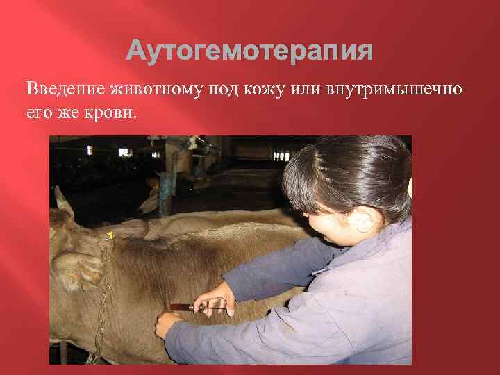 Аутогемотерапия Введение животному под кожу или внутримышечно его же крови. 