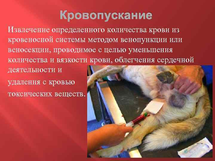 Кровопускание Извлечение определенного количества крови из кровеносной системы методом венопункции или веносекции, проводимое с