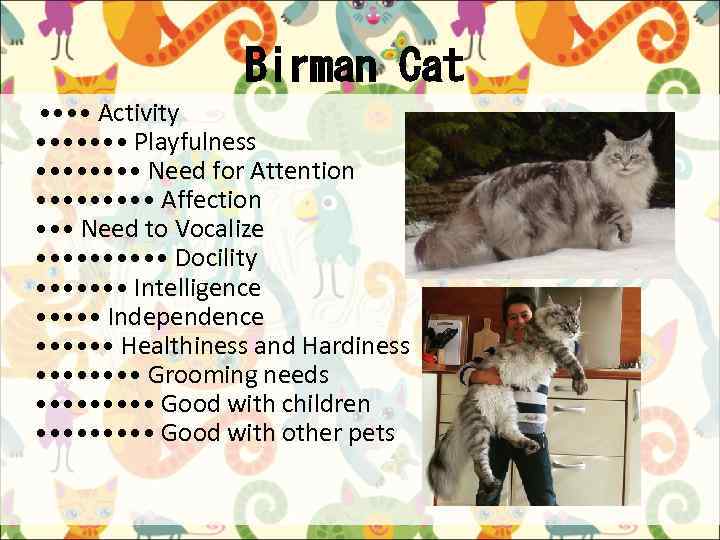Birman Cat • • Activity • • • • Playfulness • • • •