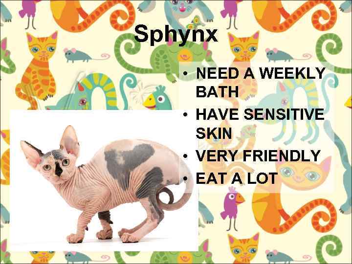 Sphynx • NEED A WEEKLY BATH • HAVE SENSITIVE SKIN • VERY FRIENDLY •