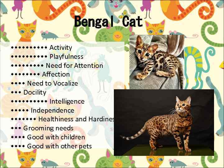 Bengal Cat • • • • • Activity • • • • • Playfulness