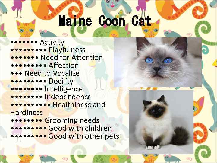 Maine Coon Cat • • • • Activity • • • • • Playfulness
