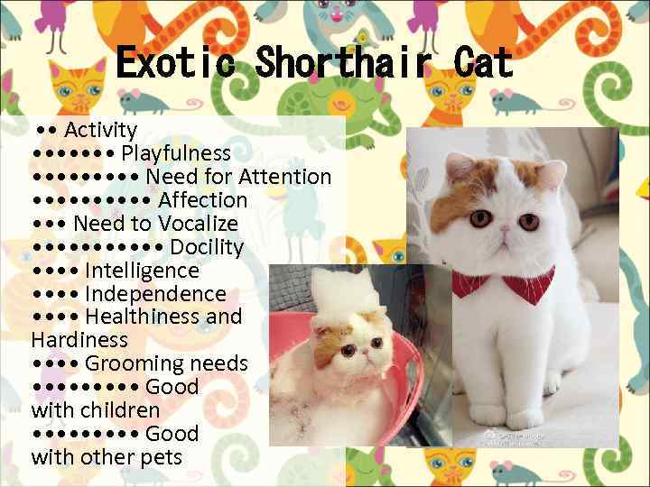 Exotic Shorthair Cat • • Activity • • • • Playfulness • • •