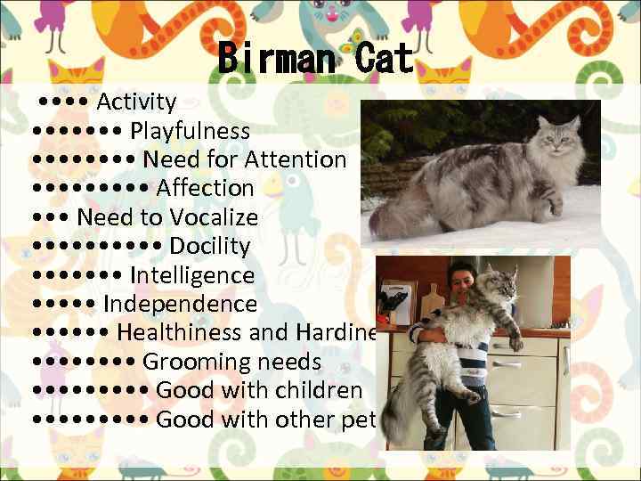 Birman Cat • • Activity • • • • Playfulness • • • •