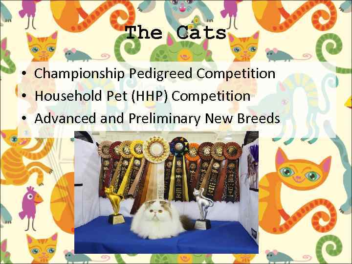 The Cats • Championship Pedigreed Competition • Household Pet (HHP) Competition • Advanced and
