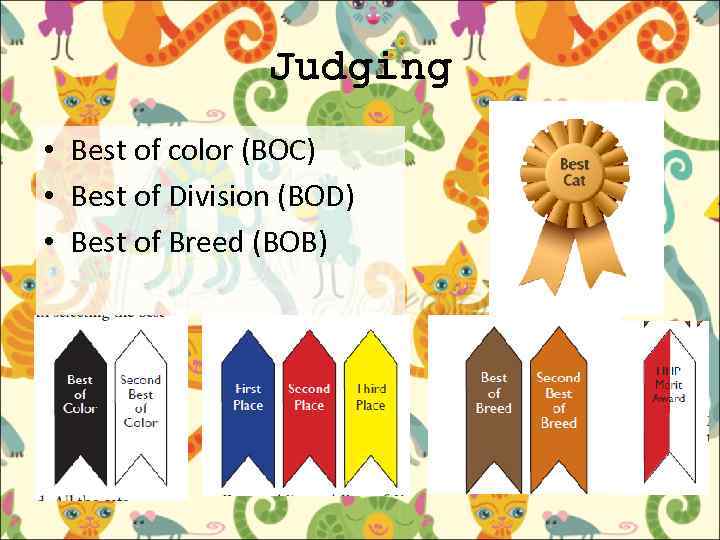 Judging • Best of color (BOC) • Best of Division (BOD) • Best of