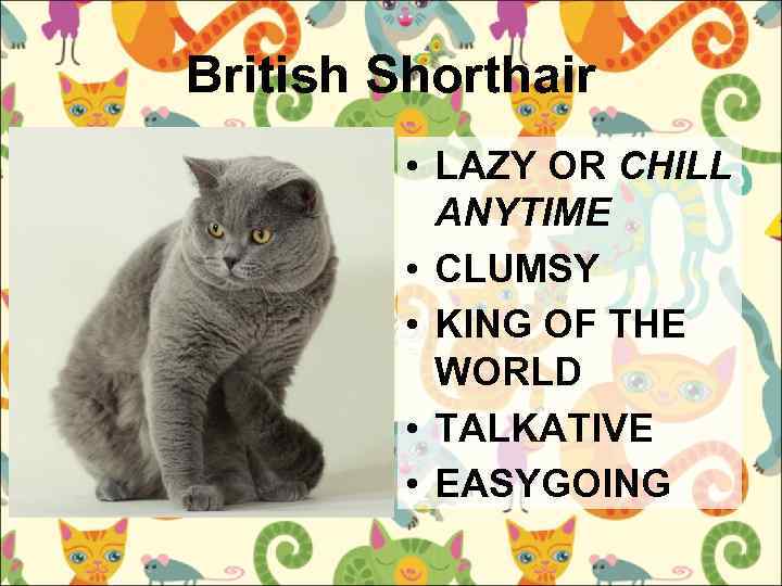British Shorthair • LAZY OR CHILL ANYTIME • CLUMSY • KING OF THE WORLD