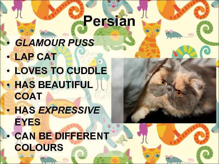 Persian • • GLAMOUR PUSS LAP CAT LOVES TO CUDDLE HAS BEAUTIFUL COAT •