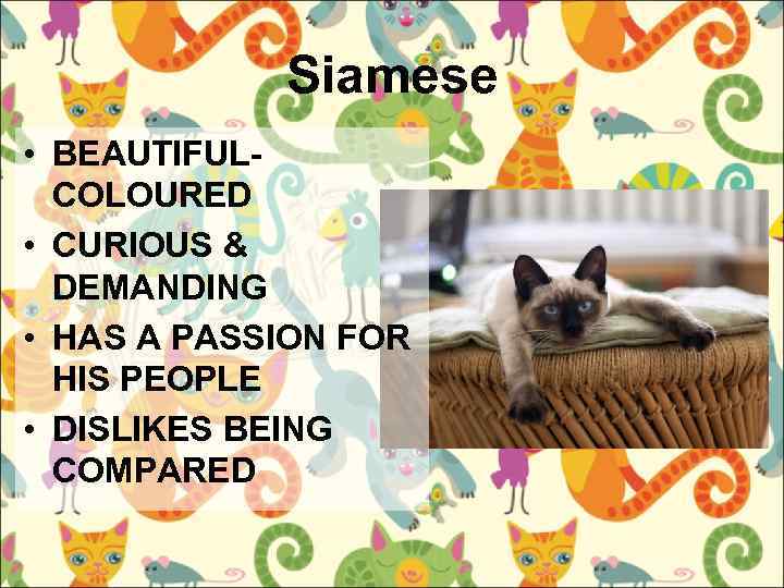 Siamese • BEAUTIFULCOLOURED • CURIOUS & DEMANDING • HAS A PASSION FOR HIS PEOPLE