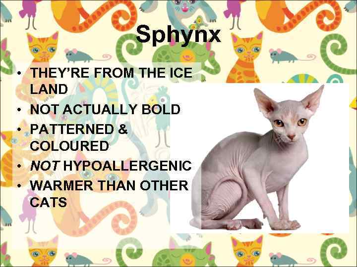 Sphynx • THEY’RE FROM THE ICE LAND • NOT ACTUALLY BOLD • PATTERNED &