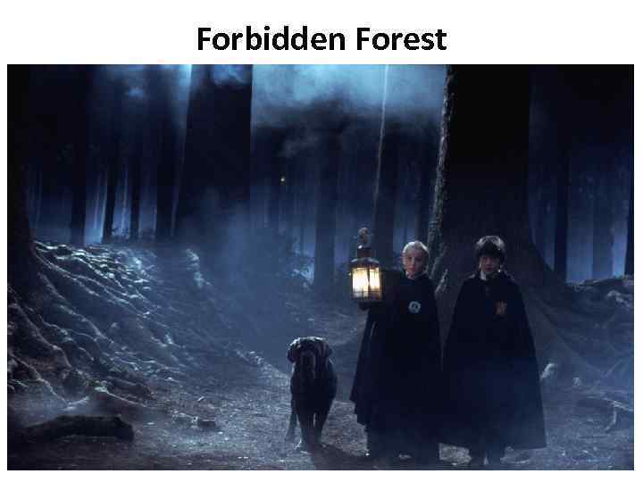 Forbidden Forest 