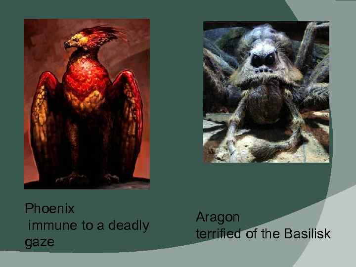 Phoenix immune to a deadly gaze Aragon terrified of the Basilisk 