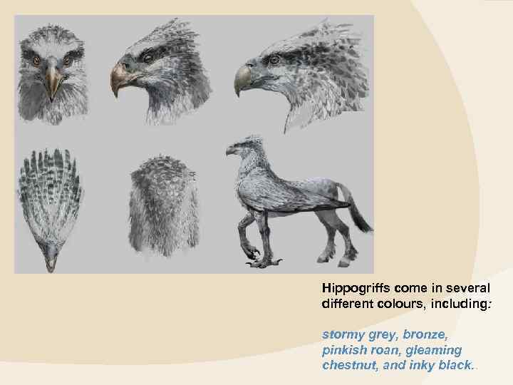 Hippogriffs come in several different colours, including: stormy grey, bronze, pinkish roan, gleaming chestnut,
