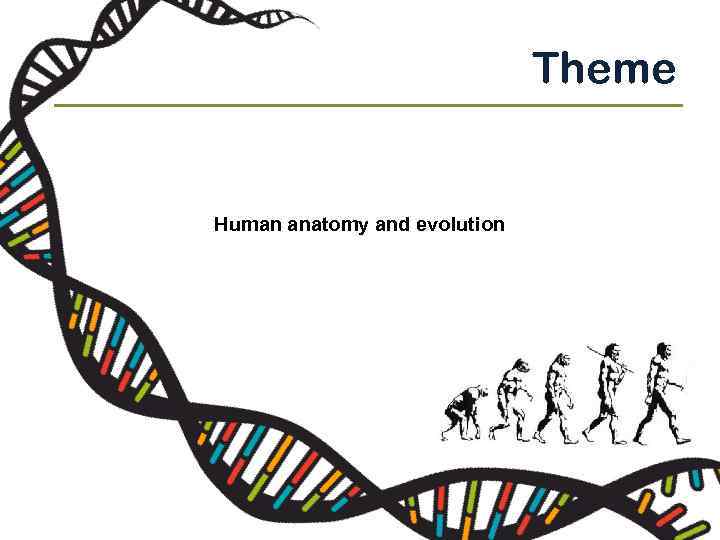 Theme Human anatomy and evolution РР 