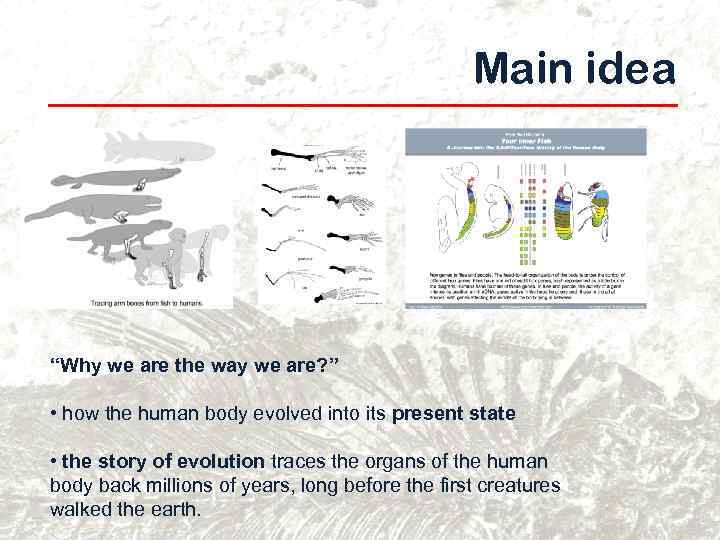 Main idea “Why we are the way we are? ” • how the human