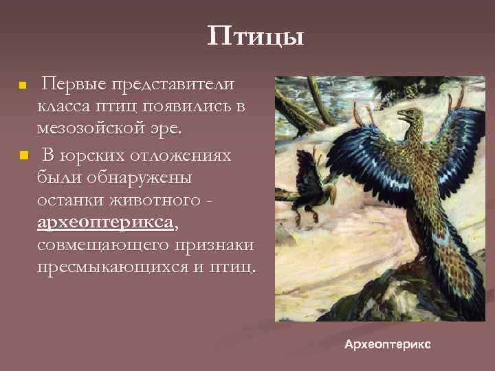 Птицы n n Первые представители класса птиц появились в мезозойской эре. В юрских отложениях