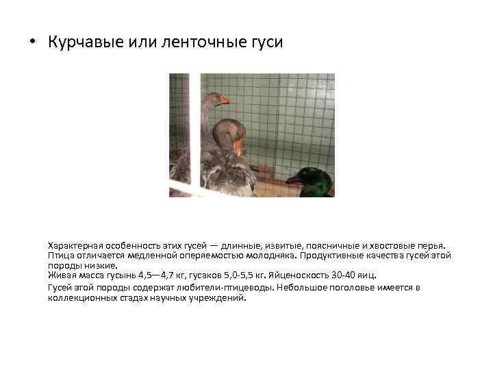  • Курчавые или ленточные гуси Характерная особенность этих гусей — длинные, извитые, поясничные