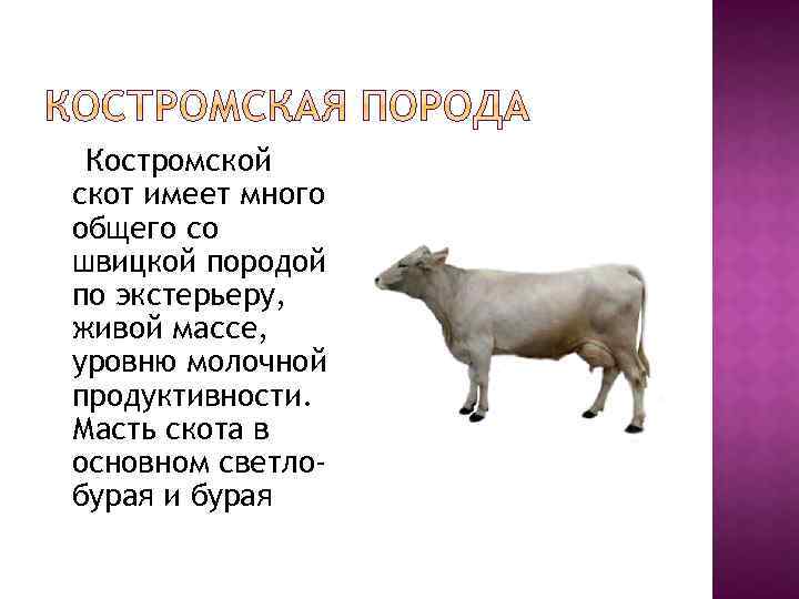 Костромской скот имеет много общего со швицкой породой по экстерьеру, живой массе, уровню молочной