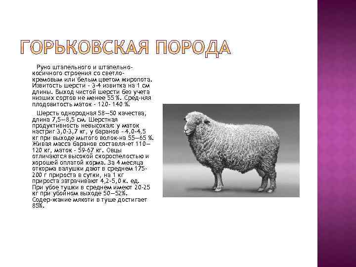 Какой вес барана. Горьковская порода овец характеристика. Продуктивность Горьковской породы овец. Романовская порода овец плодовитость. Шерстная продуктивность овец.