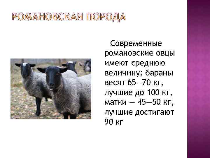 Весы баран