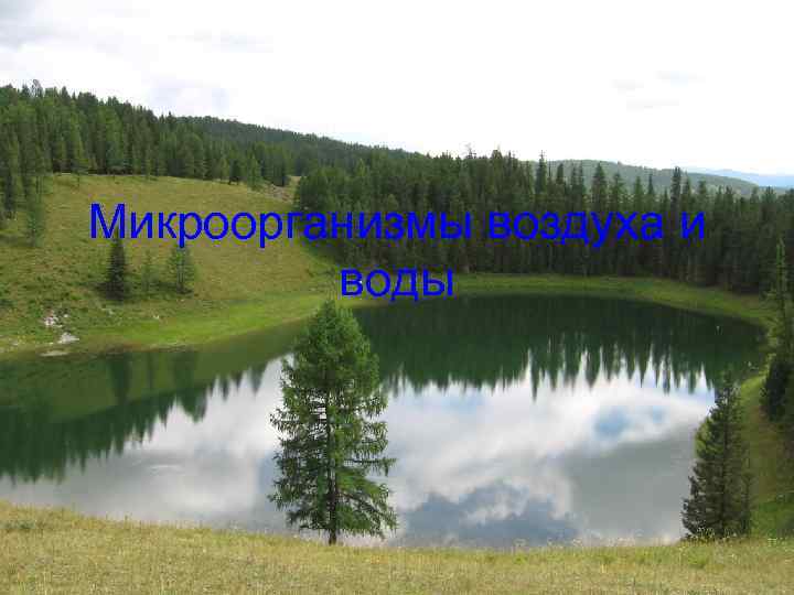 Микроорганизмы воздуха и воды 