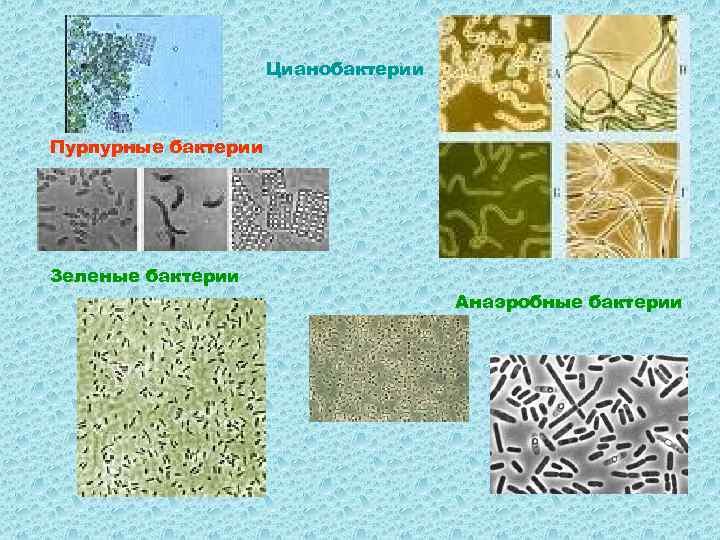 Воздушные бактерии. Бактерии в воздухе. Микроорганизмы в воздухе. Пурпурные и зеленые водные бактерии. Микроорганизмы воздуха микробиология.