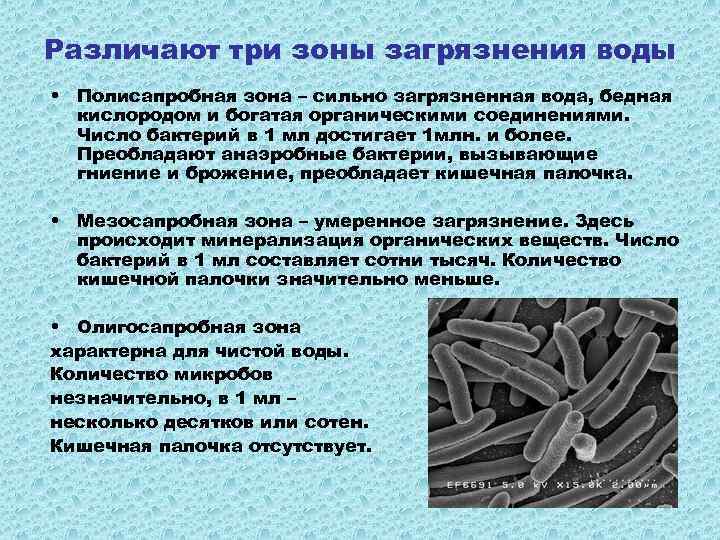 Различают три зоны загрязнения воды • Полисапробная зона – сильно загрязненная вода, бедная кислородом
