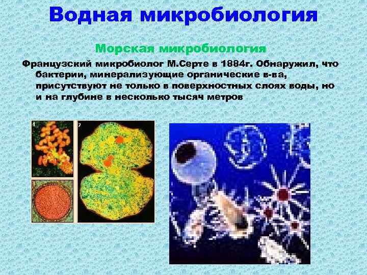 Микрофлора воды презентация