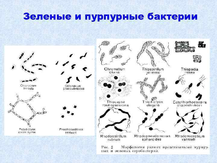 Зеленые и пурпурные бактерии 