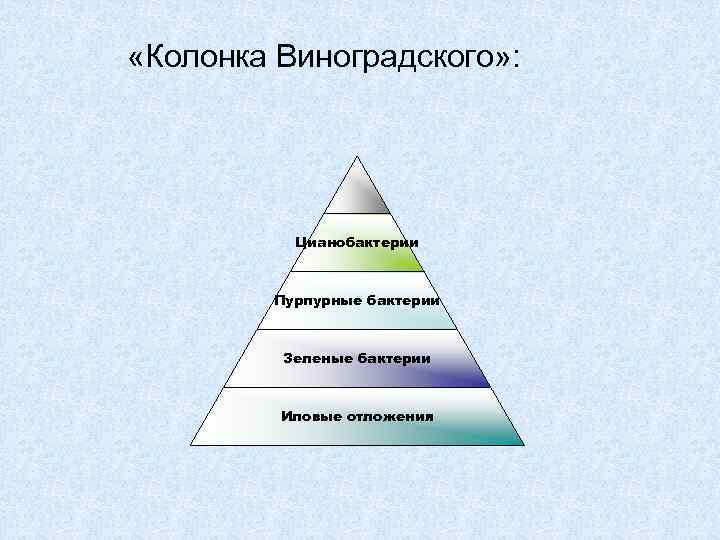  «Колонка Виноградского» : Цианобактерии Пурпурные бактерии Зеленые бактерии Иловые отложения 