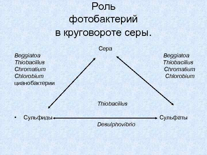 Какую роль играют микроорганизмы в круговороте серы составьте логическую схему круговорота