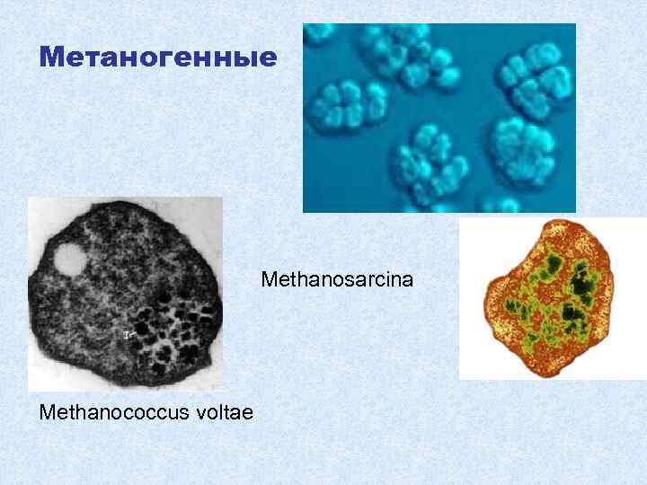 Метаногены. Археи метаногены. Метанообразующие археи. Метанобразующие археи и бактерии. Метановые бактерии.