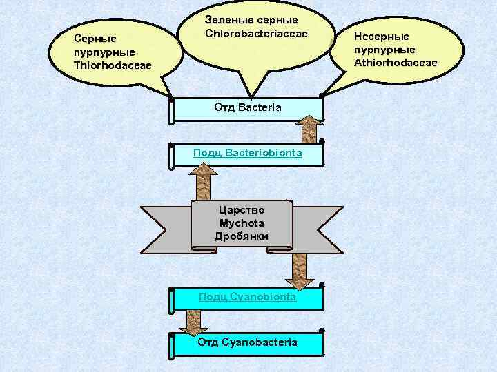 Серные пурпурные Thiorhodaceae Зеленые серные Chlorobacteriaceae Отд Bacteria Подц Bacteriobionta Царство Mychota Дробянки Подц