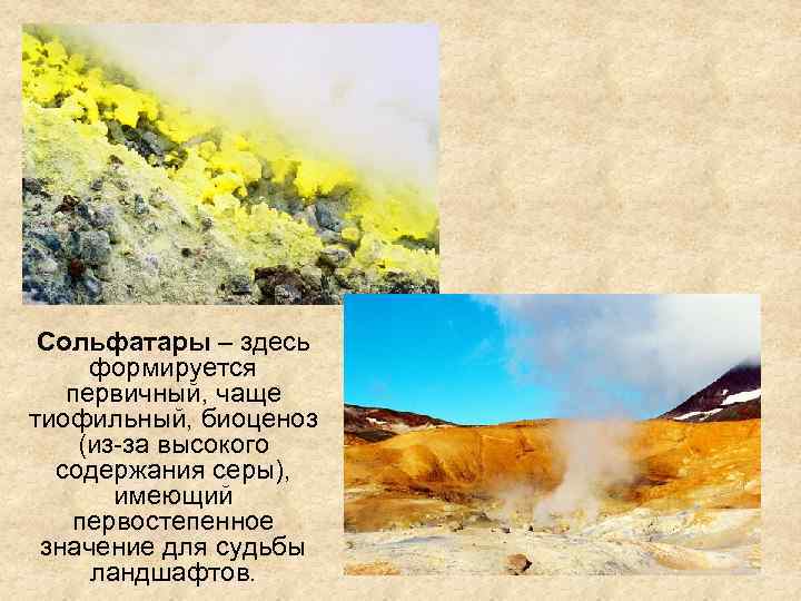 Сольфатары – здесь формируется первичный, чаще тиофильный, биоценоз (из-за высокого содержания серы), имеющий первостепенное