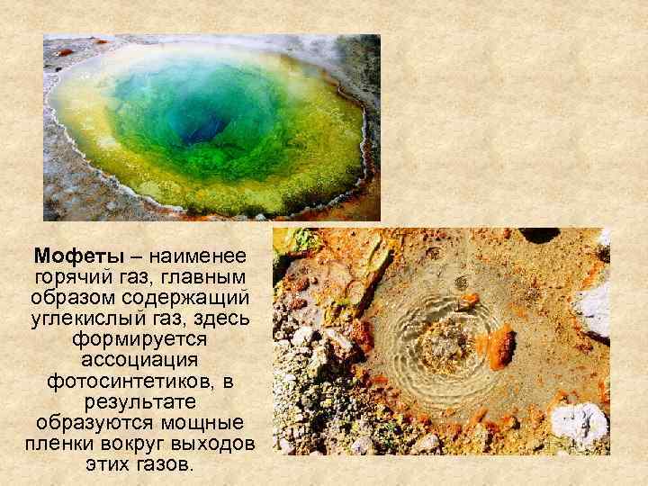 Мофеты – наименее горячий газ, главным образом содержащий углекислый газ, здесь формируется ассоциация фотосинтетиков,