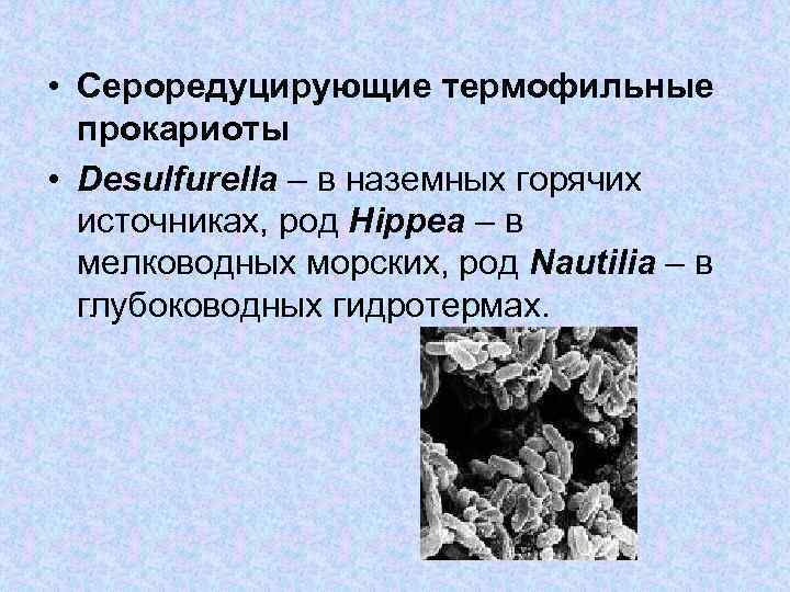  • Сероредуцирующие термофильные прокариоты • Desulfurella – в наземных горячих источниках, род Hippea