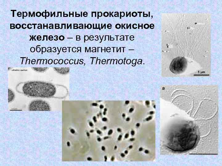 Термофильные прокариоты, восстанавливающие окисное железо – в результате образуется магнетит – Thermococcus, Thermotoga. 