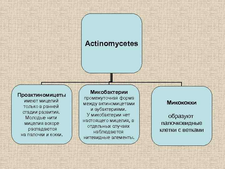 Actinomycetes Проактиномицеты имеют мицелий только в ранней стадии развития. Молодые нити мицелия вскоре распадаются