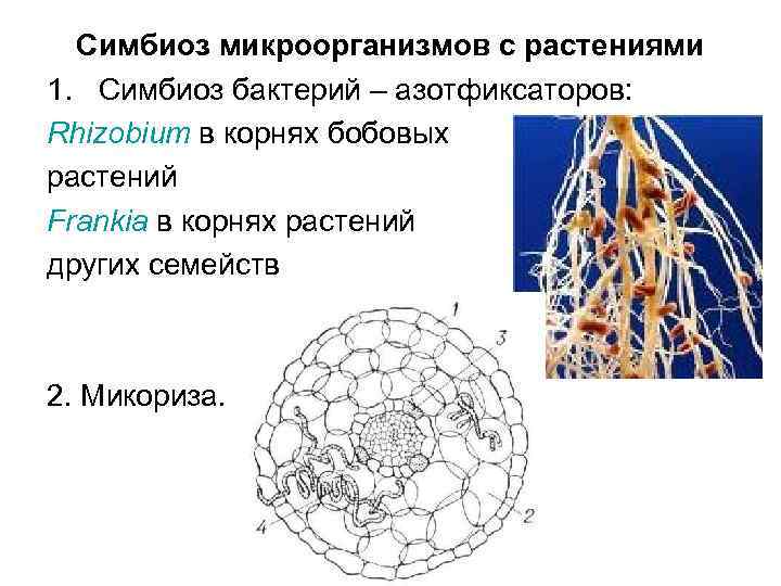 Симбиоз микроорганизмов с растениями 1. Симбиоз бактерий – азотфиксаторов: Rhizobium в корнях бобовых растений