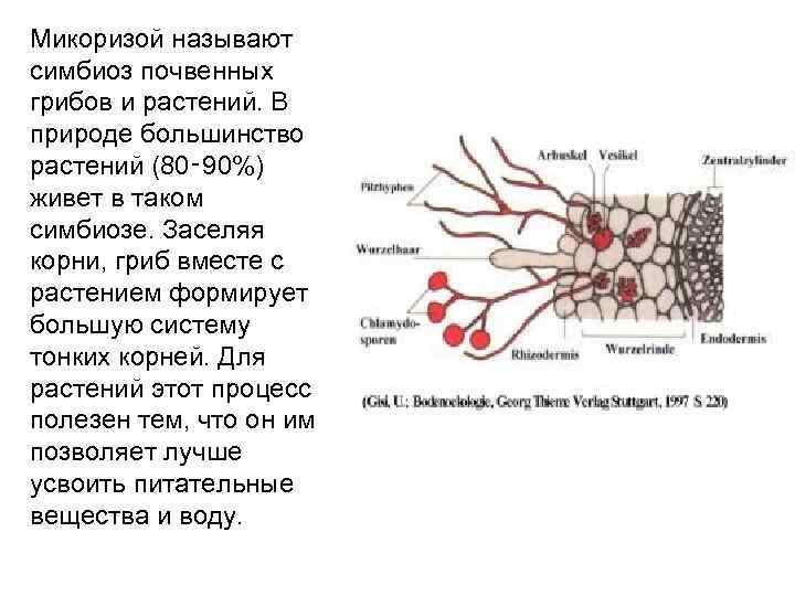 Микоризой называют симбиоз почвенных грибов и растений. В природе большинство растений (80‑ 90%) живет