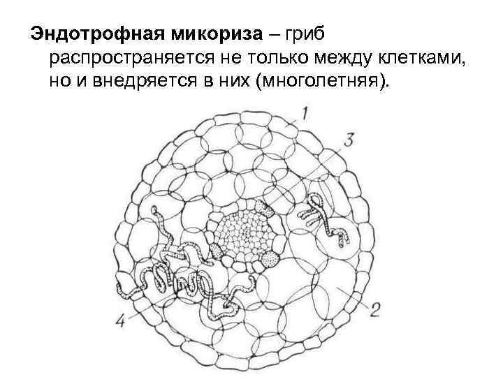 Эндотрофная микориза – гриб распространяется не только между клетками, но и внедряется в них