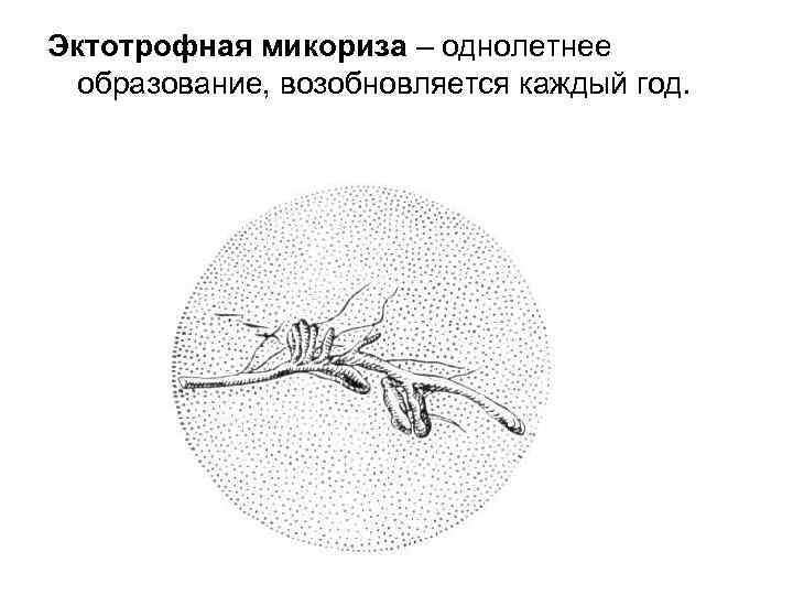 Эктотрофная микориза – однолетнее образование, возобновляется каждый год. 