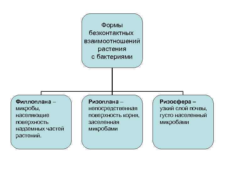 Формы безконтактных взаимоотношений растения с бактериями Филлоплана – микробы, населяющие поверхность надземных частей растений.