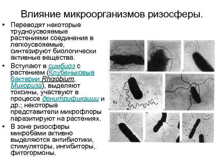 Влияние микроорганизмов