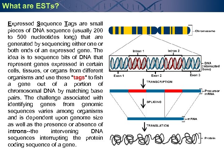 What are ESTs? Expressed Sequence Tags are small pieces of DNA sequence (usually 200