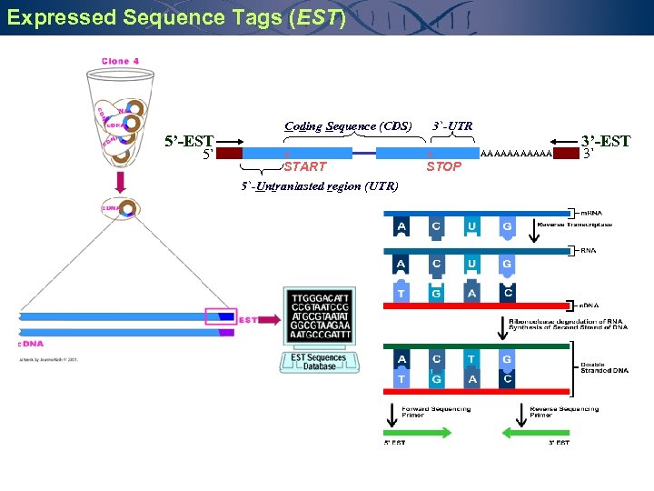 Expressed Sequence Tags (EST) 5’-EST 5` Coding Sequence (CDS) * START 5`-Untranlasted region (UTR)