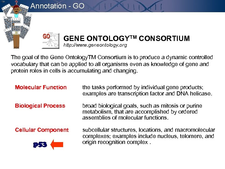 Annotation - GO GENE ONTOLOGYTM CONSORTIUM http: //www. geneontology. org The goal of the