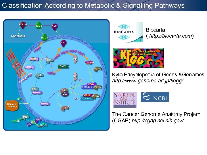 Classification According to Metabolic & Signalling Pathways Biocarta ( http: //biocarta. com) Kyto Encyclopedia