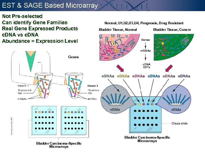 EST & SAGE Based Microarray Not Pre-selected Can identify Gene Families Real Gene Expressed