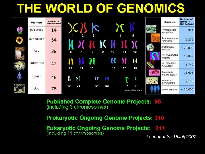 THE WORLD OF GENOMICS Published Complete Genome Projects: 95 (including 3 chromosomes) Prokaryotic Ongoing